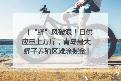 “蛏”风破浪！日供应量上万斤，青岛最大蛏子养殖区滩涂掘金