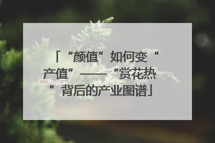 “颜值”如何变“产值”——“赏花热”背后的产业图谱