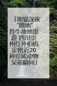 熊猫深夜“圈地”、羚牛故地重游 四川崇州红外相机定格近20种珍稀动物呆萌瞬间