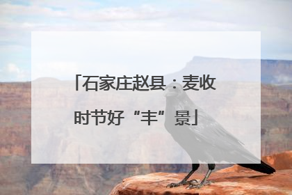 石家庄赵县：麦收时节好“丰”景