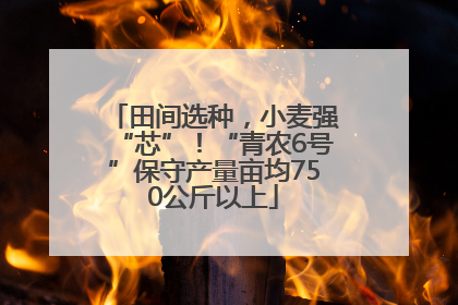 田间选种，小麦强“芯”！“青农6号”保守产量亩均750公斤以上