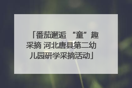 番茄邂逅 “童”趣采摘 河北唐县第二幼儿园研学采摘活动