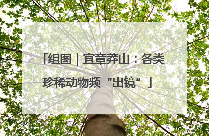 组图｜宜章莽山：各类珍稀动物频“出镜”