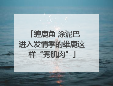 缠鹿角 涂泥巴 进入发情季的雄鹿这样“秀肌肉”