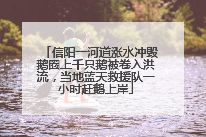 信阳一河道涨水冲毁鹅圈上千只鹅被卷入洪流，当地蓝天救援队一小时赶鹅上岸