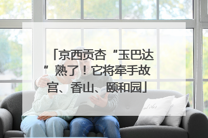 京西贡杏“玉巴达”熟了！它将牵手故宫、香山、颐和园