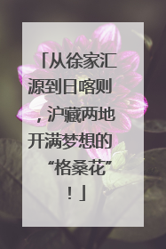 从徐家汇源到日喀则，沪藏两地开满梦想的“格桑花”！