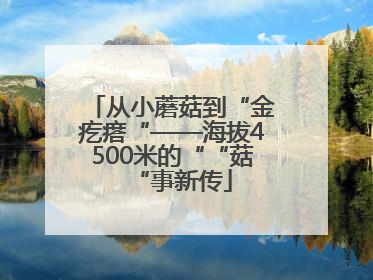 从小蘑菇到“金疙瘩“——海拔4500米的““菇“事新传