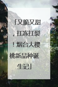 又脆又甜，扛冻扛裂！烟台大樱桃新品种诞生记
