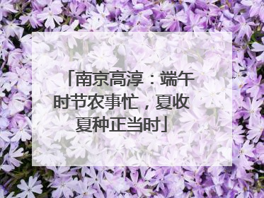 南京高淳：端午时节农事忙，夏收夏种正当时