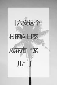 六安这个村的向日葵成花市“宠儿”