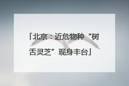 北京：近危物种“树舌灵芝”现身丰台