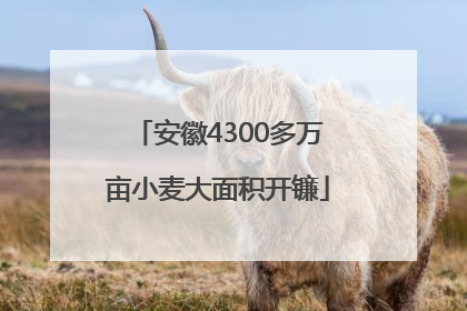 安徽4300多万亩小麦大面积开镰