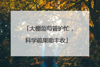 大棚葡萄管护忙，科学疏果助丰收