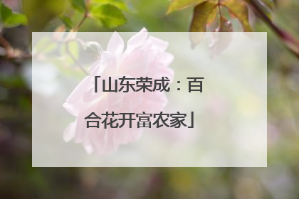 山东荣成：百合花开富农家