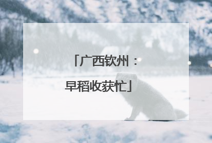 广西钦州：早稻收获忙