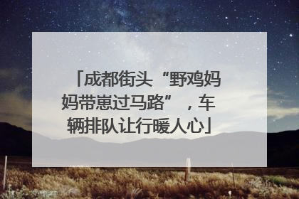 成都街头“野鸡妈妈带崽过马路”，车辆排队让行暖人心