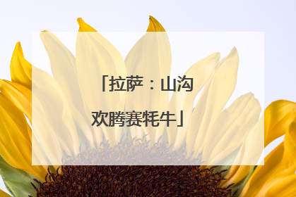 拉萨：山沟欢腾赛牦牛
