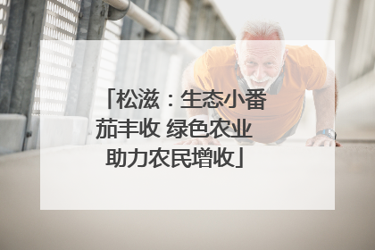 松滋：生态小番茄丰收 绿色农业助力农民增收