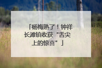 杨梅熟了！钟祥长滩镇收获“舌尖上的惊喜”
