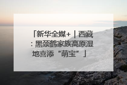 新华全媒+｜西藏：黑颈鹤家族高原湿地喜添“萌宝”