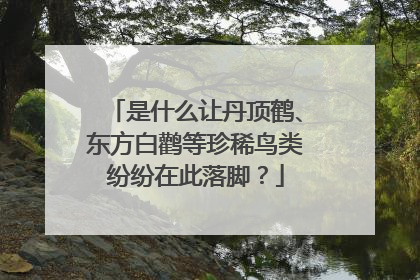 是什么让丹顶鹤、东方白鹳等珍稀鸟类纷纷在此落脚？