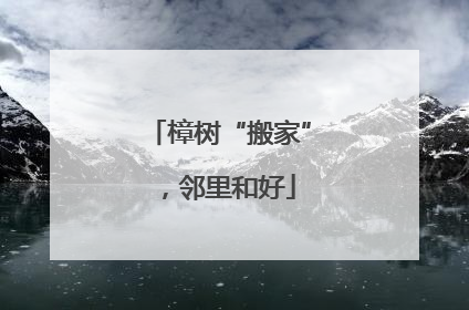 樟树“搬家”，邻里和好