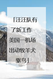 汪汪队有了新工作 美国一机场出动牧羊犬驱鸟
