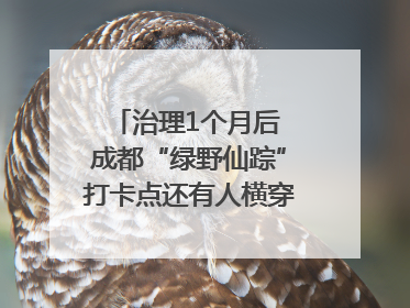 治理1个月后 成都“绿野仙踪”打卡点还有人横穿马路去拍照吗？｜民情瞭望