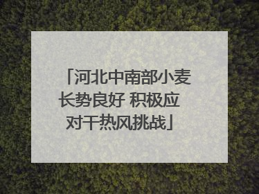 河北中南部小麦长势良好 积极应对干热风挑战