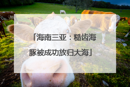 海南三亚：糙齿海豚被成功放归大海