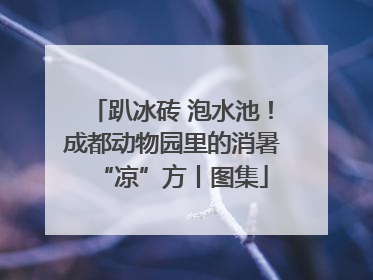 趴冰砖 泡水池！成都动物园里的消暑“凉”方丨图集