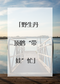 野生丹顶鹤“带娃”忙