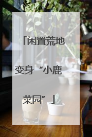 闲置荒地变身“小鹿菜园”