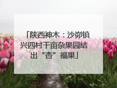 陕西神木：沙峁镇兴四村千亩杂果园结出“杏”福果