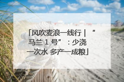 风吹麦浪一线行｜“马兰 1 号”：少浇一次水 多产一成粮