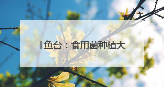 鱼台：食用菌种植大棚8100余个，总产值16.43亿元