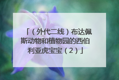 （外代二线）布达佩斯动物和植物园的西伯利亚虎宝宝（2）