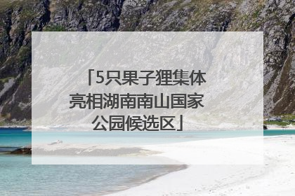 5只果子狸集体亮相湖南南山国家公园候选区
